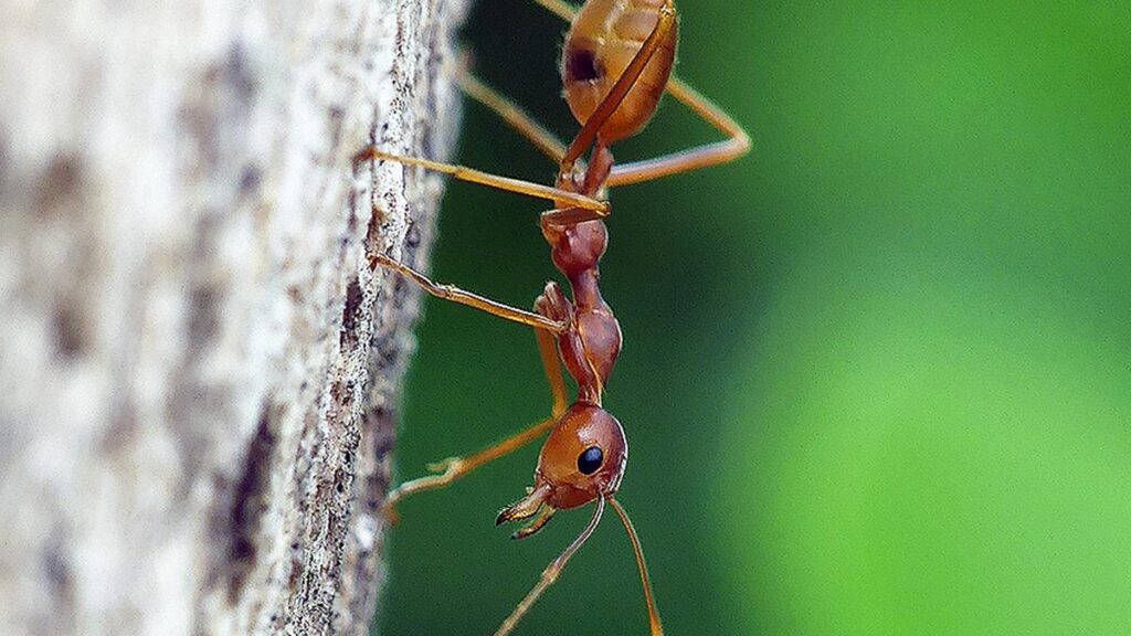 Oecophylla ants pushing montane birds higher up the mountains, finds study