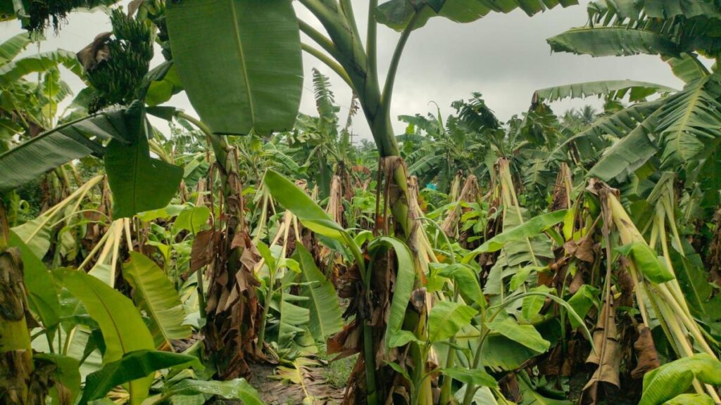 Inundation, crop damage reported as incessant rain lashes Vellore and nearby districts