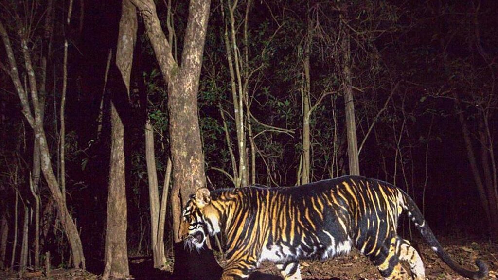 What are melanistic tigers? | Explained