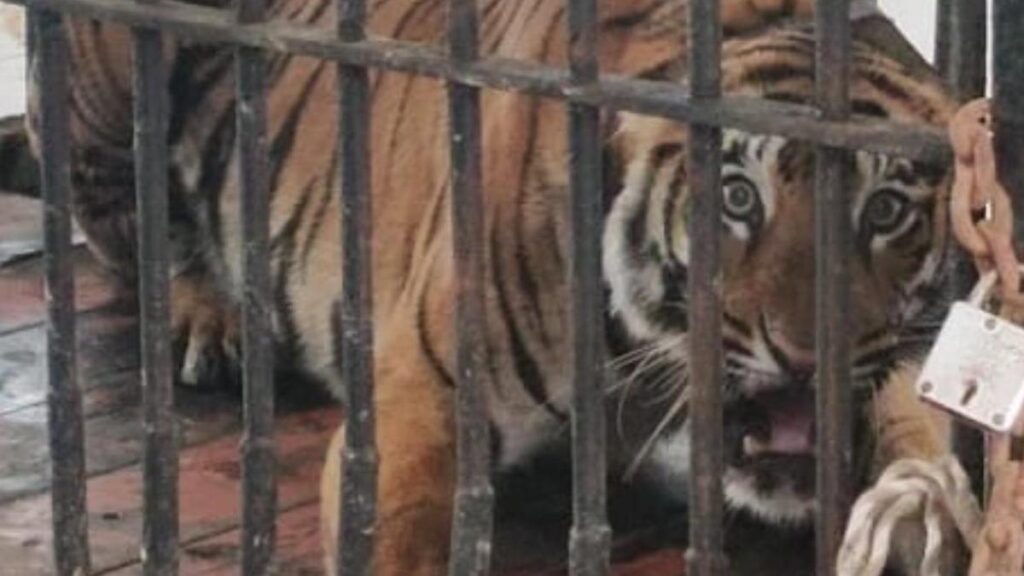 Tiger leaves Kolkata zoo for Similipal reserve in Odisha