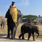 Pori, an elephant calf at Kaziranga, celebrates its first birthday